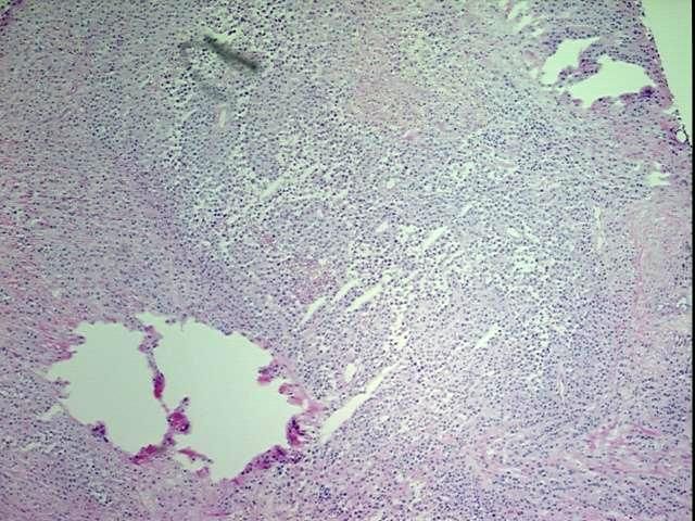 4x Image