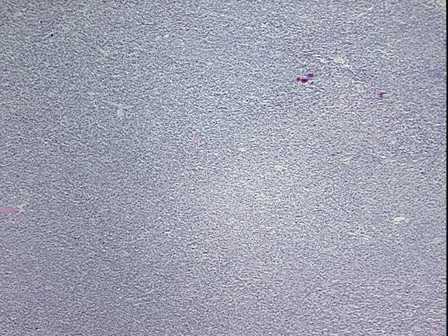 4x Image
