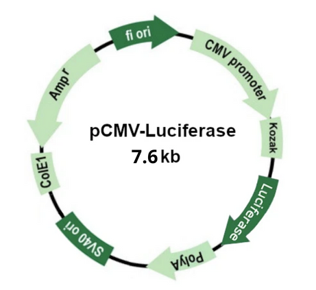 Plasmid Map
