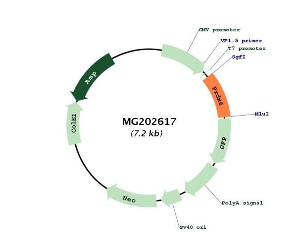 Circular map for MG202617