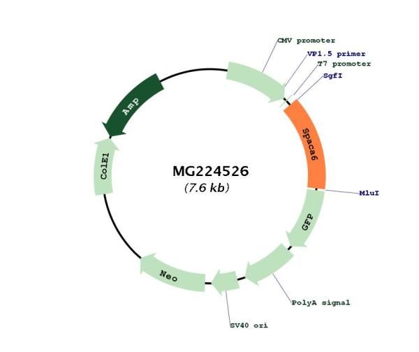 Circular map for MG224526