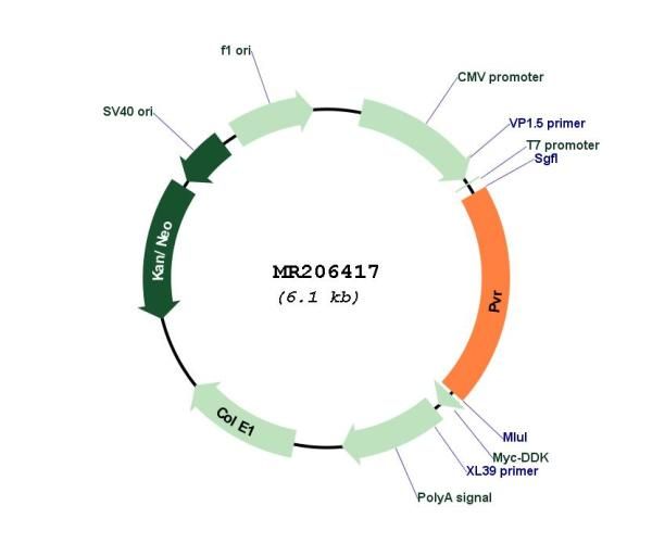 Circular map for MR206417