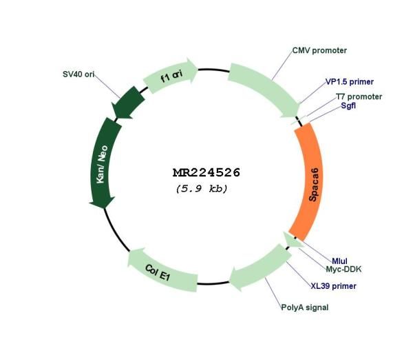 Circular map for MR224526