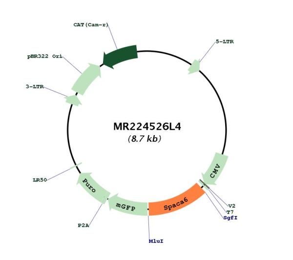 Circular map for MR224526L4