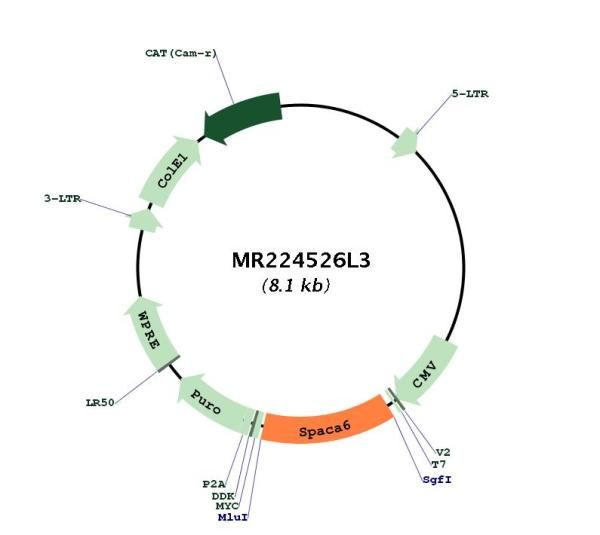 Circular map for MR224526L3
