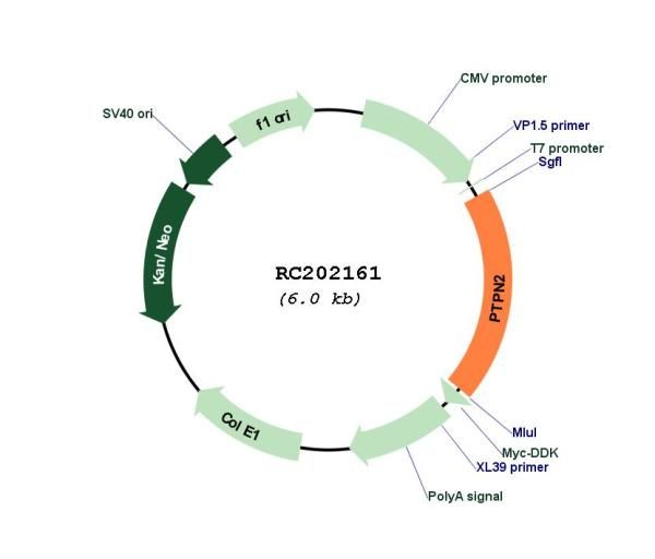 Circular map for RC202161