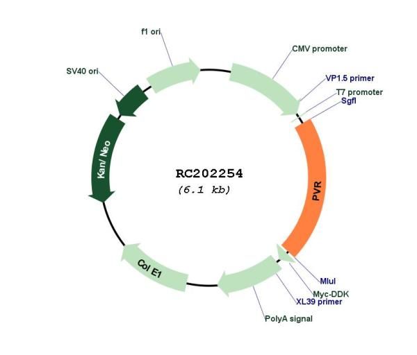 Circular map for RC202254