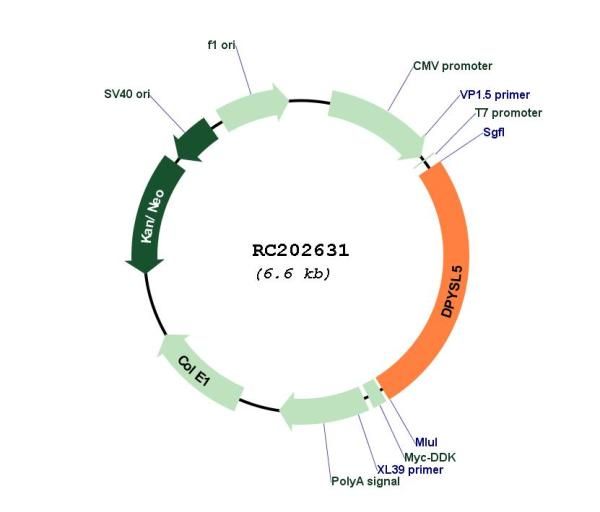 Circular map for RC202631