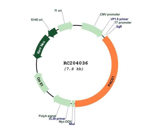 Circular map for RC204036