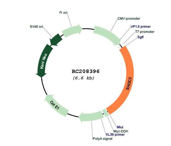 Circular map for RC208396