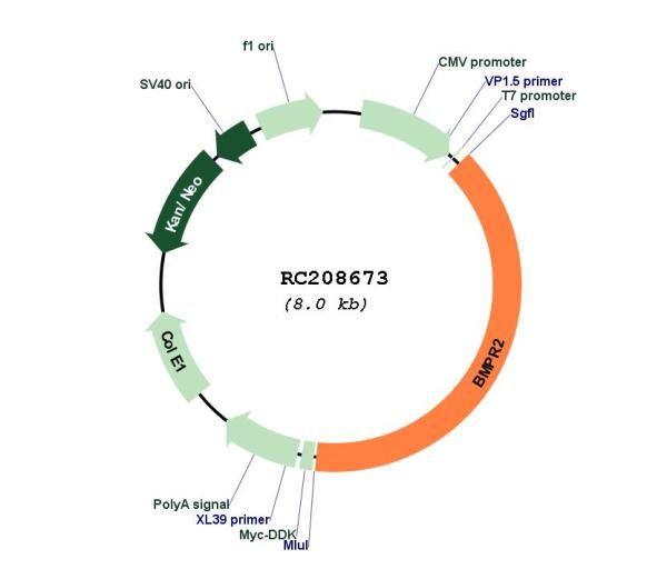 Circular map for RC208673