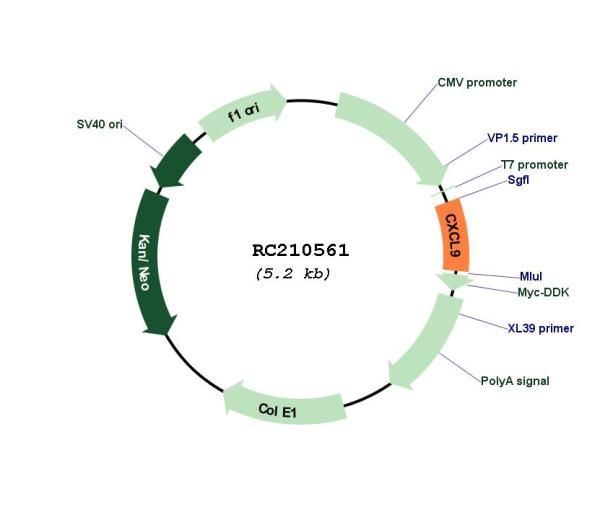 Circular map for RC210561