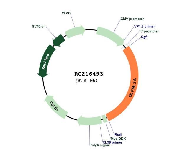 Circular map for RC216493