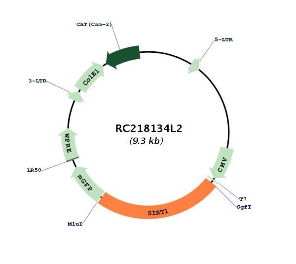 Circular map for RC218134L2