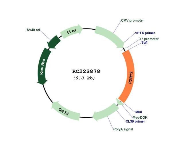 Circular map for RC223878