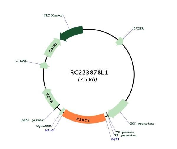 Circular map for RC223878L1