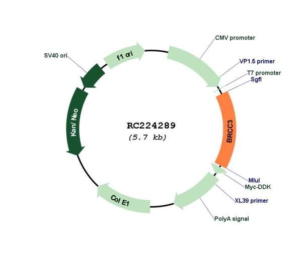 Circular map for RC224289