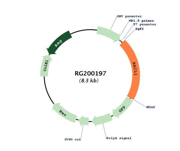 Circular map for RG200197