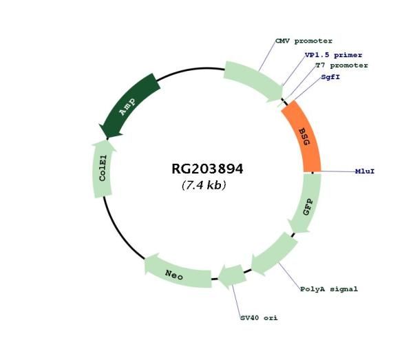 Circular map for RG203894