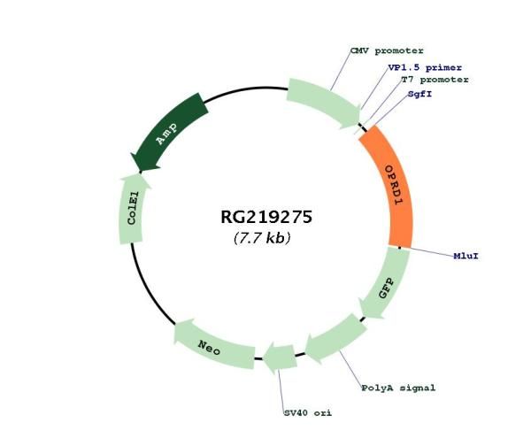 Circular map for RG219275
