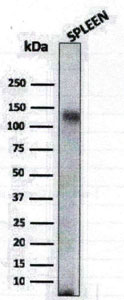 Mouse Anti-CD68 Monoclonal Antibody, Western Blot (WB) – Cat# MBS438131
