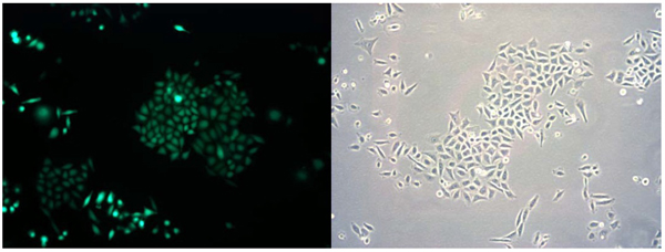 HeLa/GFP Cell Line – Cat# MBS168642