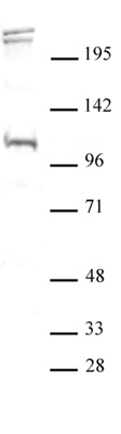 Rabbit Anti-BLIMP1/PRDM1 Polyclonal Antibody – Cat# MBS388737
