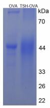 TSH Small Molecule, SDS-Page – Cat# MBS2086174