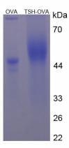TSH Small Molecule, SDS-Page – Cat# MBS2086175