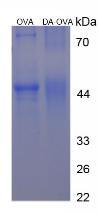 DA Small Molecule, SDS-Page – Cat# MBS2086313