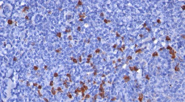 Mouse Anti-IGKC Monoclonal Secondary Antibody – Cat# MBS6122274