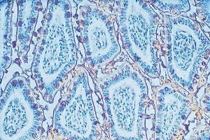 Lectin – Cat# MBS656816