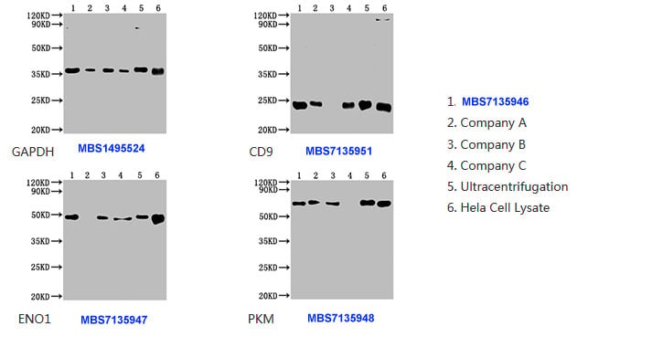 Kit, Testing Data – Cat# MBS7135946