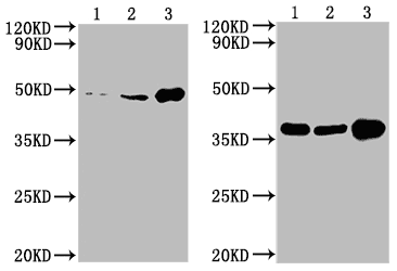 Kit, Testing Data – Cat# MBS7135946