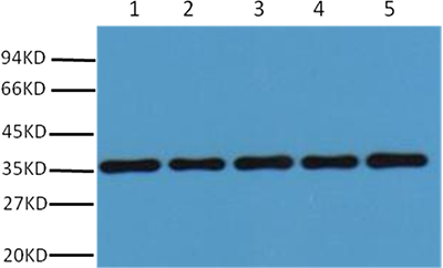 Anti-GAPDH Polyclonal Antibody – Cat# MBS8500182