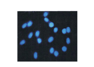 Hoechst 33258 Staining Reagent – Cat# MBS9719175