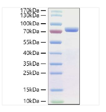 Human CDH1 Recombinant Protein – Cat# MBS9146712