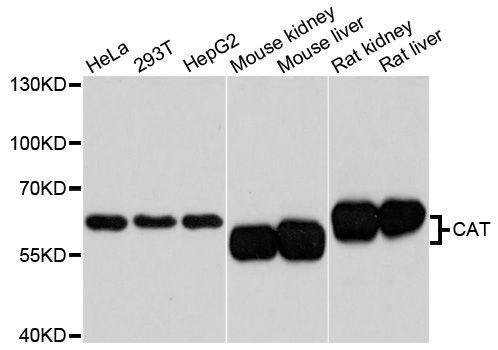 Western blot - CAT Polyclonal Antibody (144-011780)