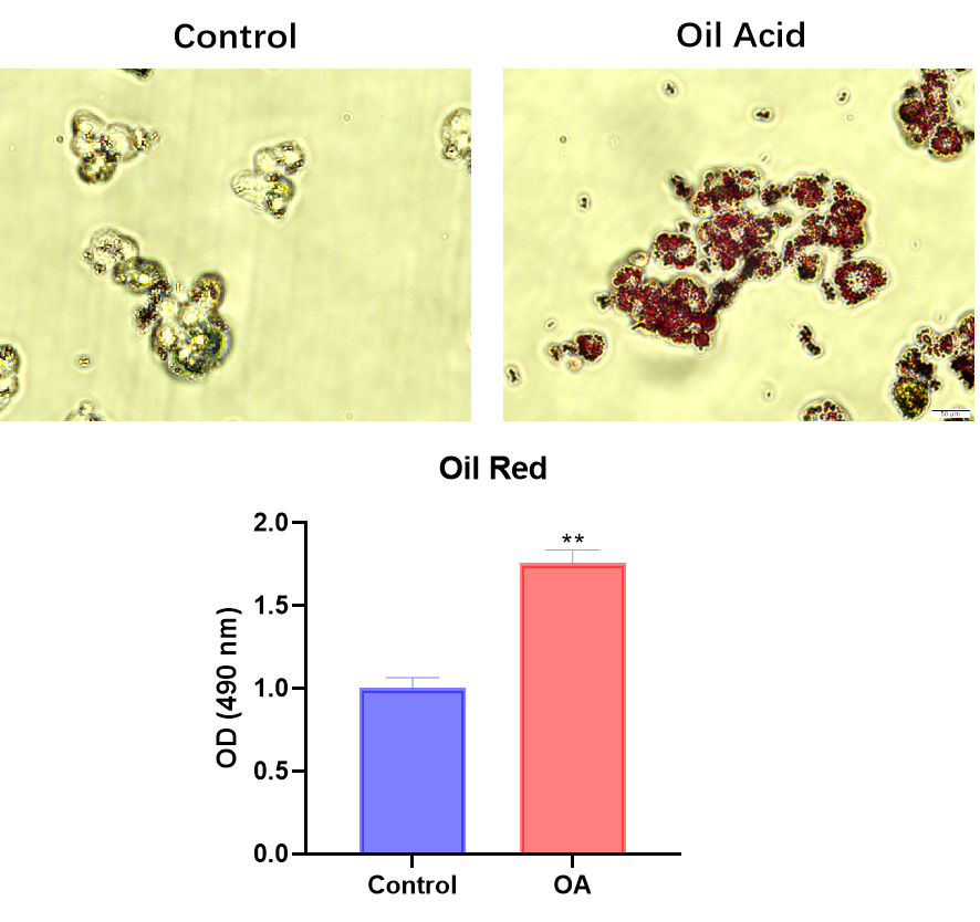  Oil Red O Staining Solution