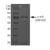 c-Kit Protein, Human, Recombinant (D816H, GST)