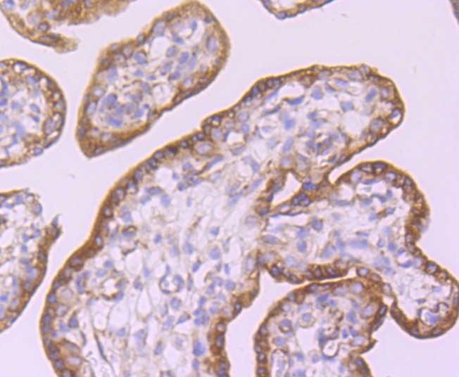 Anti-CD39 Antibody (8G885)