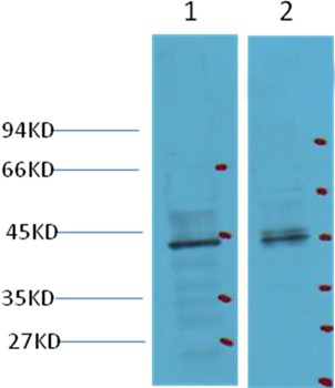 Anti-CDX2 Antibody (1E543)