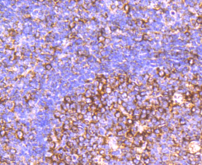 Anti-CD39 Antibody (8G885)