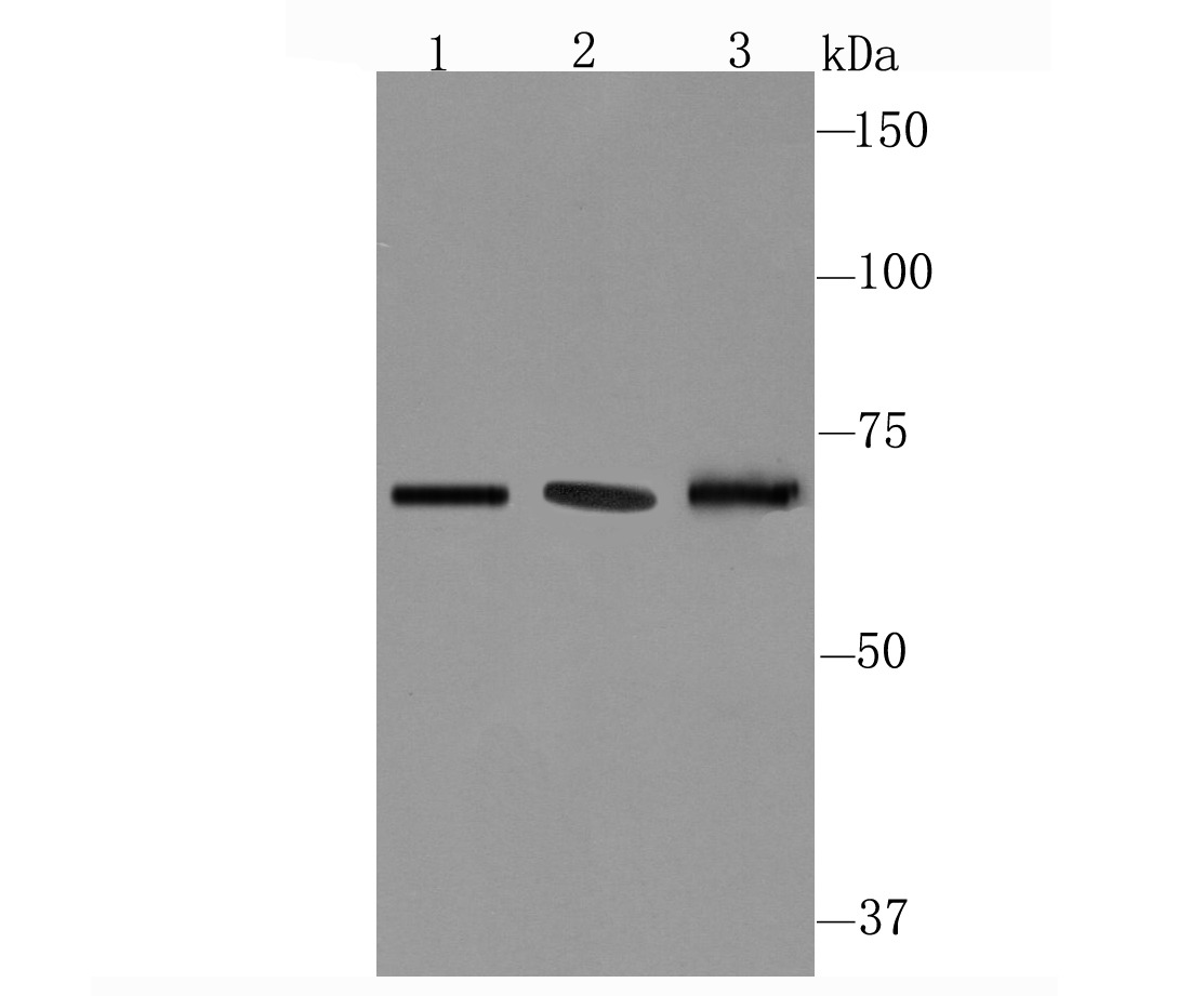 Anti-CD39 Antibody (8G885)