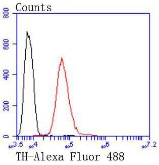 Anti-Tyrosine Hydroxylase Antibody (9P45)
