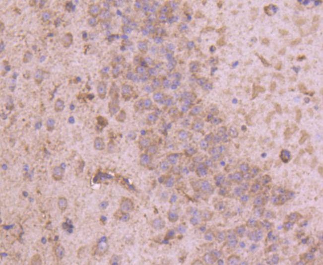 Anti-Tyrosine Hydroxylase Antibody (9P45)