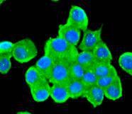 Anti-Tyrosine Hydroxylase Antibody (9P45)