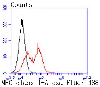 Anti-HLA-A Antibody (2M442)