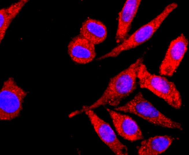 Anti-HLA-A Antibody (2M442)