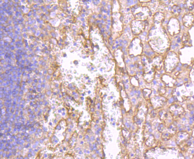 Anti-HLA-A Antibody (2M442)